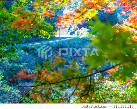 南房總市的秋景:紅葉路與志駒川的美麗紅葉 南房總市的秋景:紅葉路與志駒川的美麗紅葉 111191115