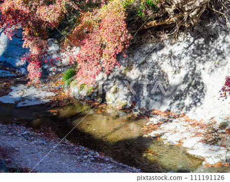 Autumn scenery in Minamiboso: Beautiful autumn leaves along Momiji Road and the Shikoma River Autumn scenery in Minamiboso: Beautiful autumn leaves along Momiji Road and the Shikoma River 111191126