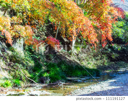 Autumn scenery in Minamiboso: Beautiful autumn leaves along Momiji Road and the Shikoma River Autumn scenery in Minamiboso: Beautiful autumn leaves along Momiji Road and the Shikoma River 111191127