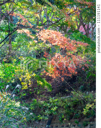 Autumn scenery in Minamiboso: Beautiful autumn leaves along Momiji Road and the Shikoma River 111191141