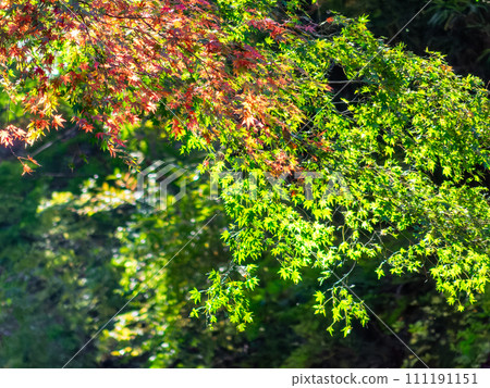 南房總市的秋景：紅葉路與志駒川的美麗紅葉 111191151