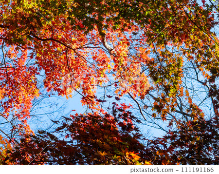 南房總市的秋景：紅葉路與志駒川的美麗紅葉 111191166