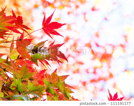 Autumn scenery in Minamiboso: Beautiful autumn leaves along Momiji Road and the Shikoma River 111191177