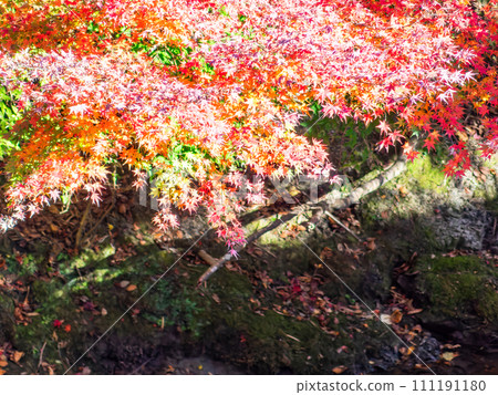 Autumn scenery in Minamiboso: Beautiful autumn leaves along Momiji Road and the Shikoma River 111191180