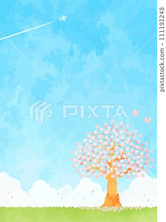 Blue sky and cherry blossoms and airplane clouds 111191248