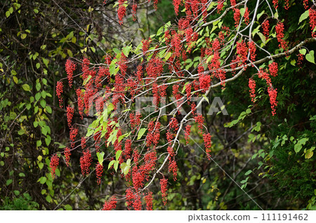 イイギリ 111191462