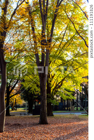 秋天公園的清新景色:樹木、秋葉、黃葉 秋天公園的清新景色:樹木、秋葉、黃葉 111191826