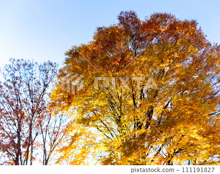 秋天公園的清新景色:樹木、秋葉、黃葉 秋天公園的清新景色:樹木、秋葉、黃葉 111191827