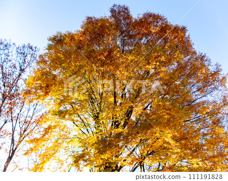 Refreshing scenery of the autumn park: trees, autumn leaves, yellow leaves 111191828