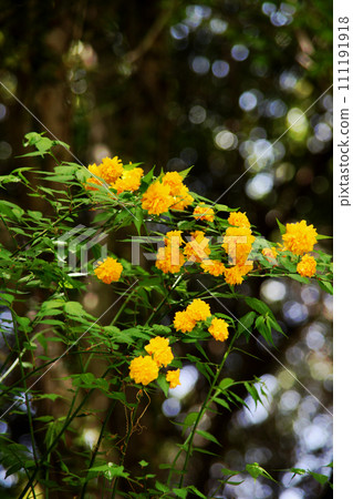 Yamabuki花 111191918