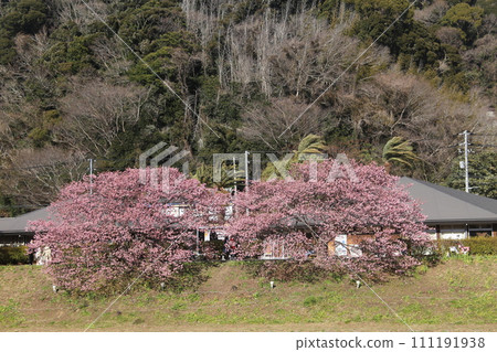 Southern cherry blossoms in full bloom 111191938