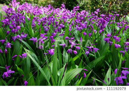 Silane Silane 111192079