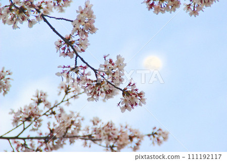 Cherry blossoms and moon at dusk Cherry blossoms and moon at dusk 111192117