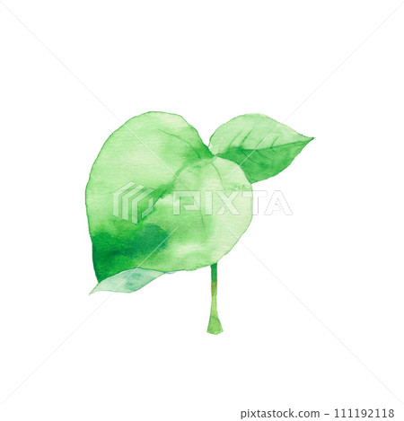 Big leaf futaba, material 111192118