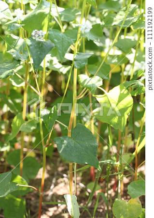 Soba flower stem in the morning sun Soba flower stem in the morning sun 111192199