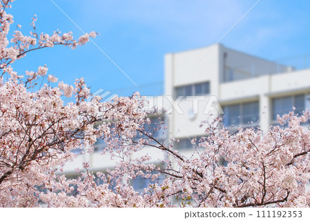 School and cherry blossoms 111192353