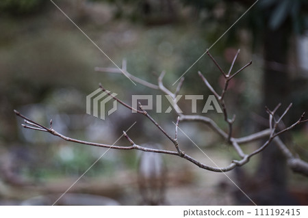 Low contrast tree branches in winter Low contrast tree branches in winter 111192415