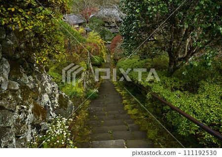 秋天，從秩父寺第32號寶勝寺鐘樓門通往正殿的石階，小菊花盛開 111192530