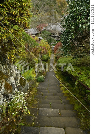 Stone steps leading to the main hall from the bell tower gate of Chichibu Temple No. 32 Hoshoji Temple in autumn with blooming small chrysanthemums Stone steps leading to the main hall from the bell tower gate of Chichibu Temple No. 32 Hoshoji Temple in autumn with blooming small chrysanthemums 111192531