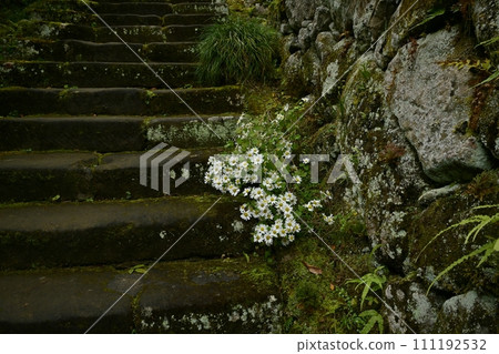秋天，從秩父寺第32號寶勝寺鐘樓門通往正殿的石階，小菊花盛開 111192532