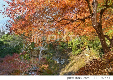 秋天從秩父寺正殿的參道看到的觀音堂。第32號寶勝寺 秋天從秩父寺正殿的參道看到的觀音堂。第32號寶勝寺 111192534