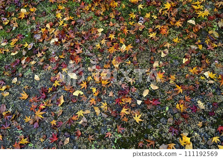 秋天的秩父寺第32號寶勝寺院內的落葉 111192569