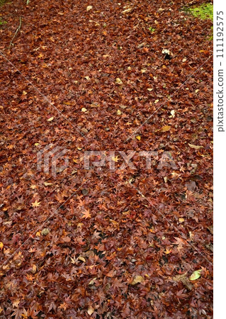 Fallen leaves in the precincts of Chichibu Temple No. 32 Hoshoji Temple in autumn Fallen leaves in the precincts of Chichibu Temple No. 32 Hoshoji Temple in autumn 111192575