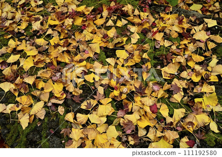 秩父寺第32號法勝寺院內的秋天銀杏葉落下 111192580