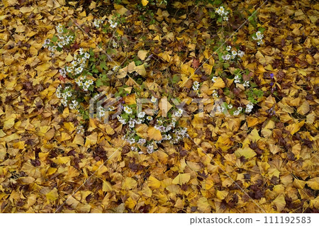Small chrysanthemum flowers on fallen ginkgo leaves in the precincts of Hoshoji Temple, Chichibu Temple No. 32 in autumn 111192583