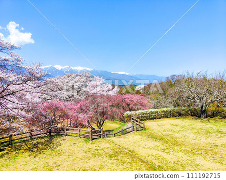 奧古薩城堡遺址公園(春季) 奧古薩城堡遺址公園(春季) 111192715
