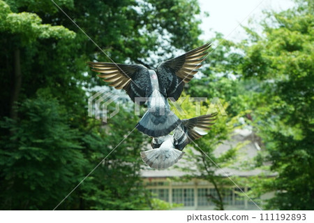 A pigeon spreads its wings and takes flight A pigeon spreads its wings and takes flight 111192893