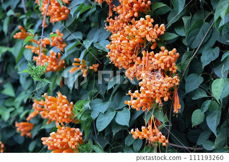 Orange trumpet or pyrostegia venusta full bloom. Orange trumpet or pyrostegia venusta full bloom. 111193260