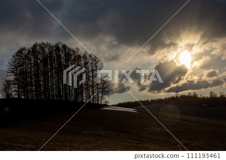 Larch forest on the hill at dusk in spring Biei Town Larch forest on the hill at dusk in spring Biei Town 111193461