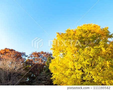 Ginkgo biloba colored bright yellow Ginkgo biloba colored bright yellow 111193582