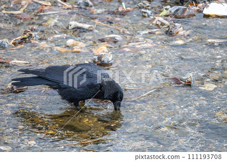 Carrion crow in the river 111193708
