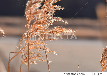 釧路市春取公園潘帕斯草 111193750