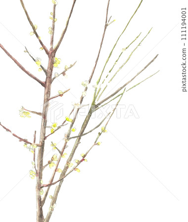 Hand-drawn watercolor illustration with white plum branches White background Transparent background Copy space available 111194001