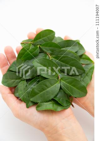 一手拿著許多綠茶葉 一手拿著許多綠茶葉 111194007