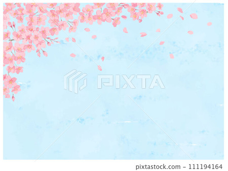 櫻花和舞動的花瓣藍色背景 櫻花和舞動的花瓣藍色背景 111194164