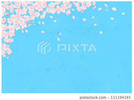 櫻花和舞動的花瓣藍色背景 櫻花和舞動的花瓣藍色背景 111194165