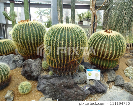 作野花館的仙人掌金鯱 111194750