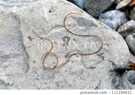 當我在山澗裡抓河蟲時,一隻金龜子鑽進了我的漁網。 當我在山澗裡抓河蟲時,一隻金龜子鑽進了我的漁網。 111194831