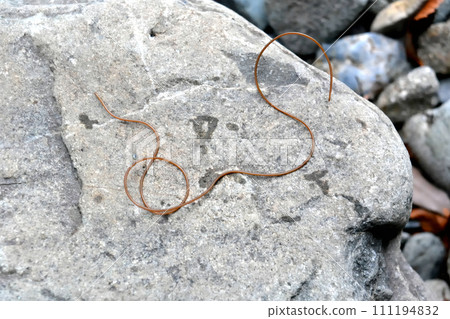 當我在山澗裡抓河蟲時，一隻金龜子鑽進了我的漁網。 111194832