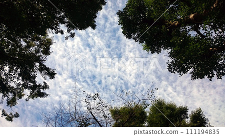 A scaly cloud seen in the forest 111194835