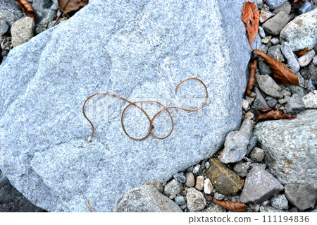 當我在山澗裡抓河蟲時，一隻金龜子鑽進了我的漁網。 111194836