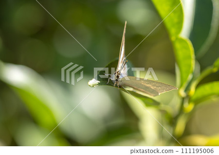 Uragine簡潔 111195006