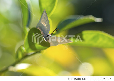 Uragine簡潔 111195007