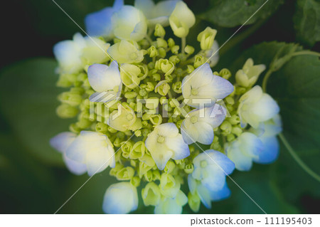 朝陽和繡球花～雨季的色彩～ 111195403