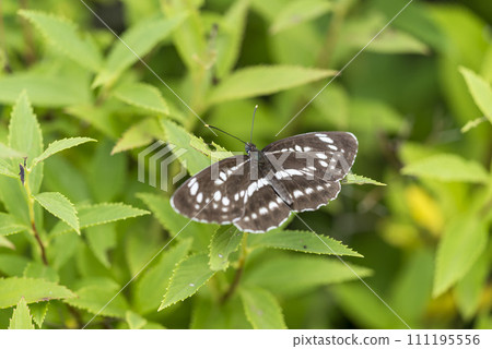 Misuji butterfly Misuji butterfly 111195556