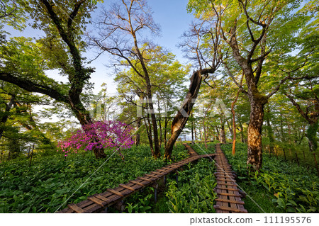Fresh greenery in Tanzawa, a wooden path directly below Hidomaru 111195576